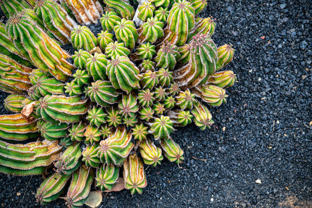 a birds eye view of a cactus plant growing on the volcanic island of Lanzarote desktop wallpaper backgroundの写真素材