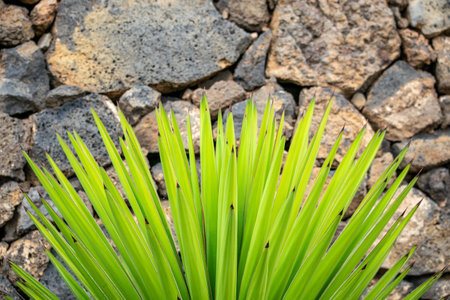 green cactus plant foreground with stone wall background desktop wallpaperの写真素材
