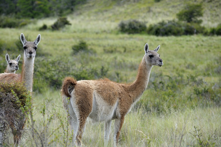 Guanacosの写真素材