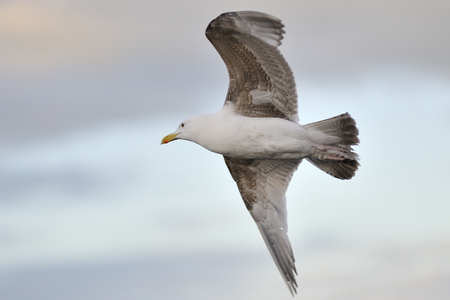Seagull flying in a cloudy skyの写真素材