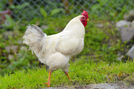 White Hen With a red crest walking in the farmの写真素材
