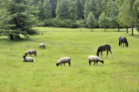 Horses and sheep grazing in the green patagonia fieldsの写真素材