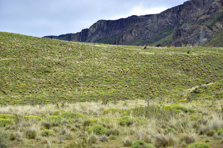 Big heard of guanacos taked from fare in the patagonia hillsの写真素材