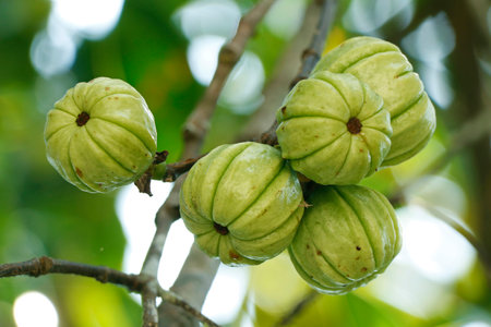 Garcinia gummi-gutta is a tropical species of Garcinia native to Indonesia. Common names include Garcinia cambogia (a former scientific name), as well as brindleberry, Malabar tamarind, and kudam puli (pot tamarind).の写真素材