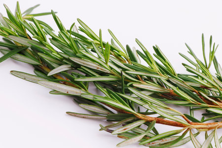 Rosemary isolated on white background, Top view.の写真素材