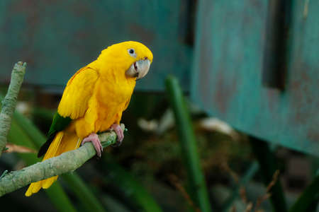 The golden parakeet bird or golden conureの写真素材