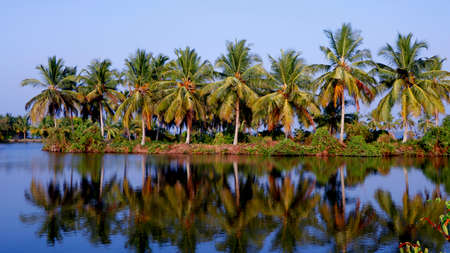 view on the lush coconut palm trees near to a backwater lake on a backgroung of blue clear sky.beautiful tropical place natural landscape background, kerala indiaの写真素材