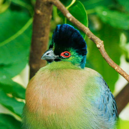The purple-crested turaco is a species of bird in the Musophagidae family. It is the National Bird of the Kingdom of Swazilandの写真素材