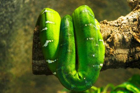 green tree python in folded in treeの写真素材