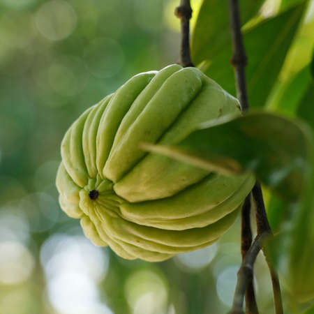 Garcinia gummi-gutta is a tropical species of Garcinia native to Indonesia. Common names include Garcinia cambogia, as well as brindleberry, Malabar tamarind, and kudam puliの写真素材