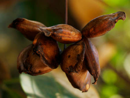 Quassia indica herbal ayurvedic medicine in kerala, also known as niepa bark treeの写真素材