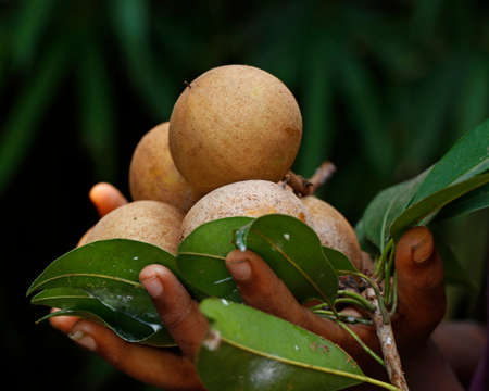 man holding a batch of sapota fruitsの写真素材
