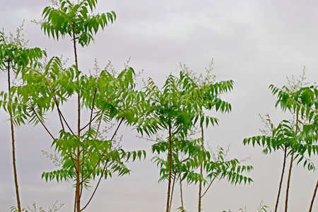 Azadirachta indica, commonly known as neem, nimtree or Indian lilacの写真素材