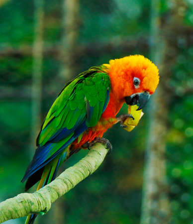 Sun Conure, red orange yellow green and blue color parrot standing on tree branch