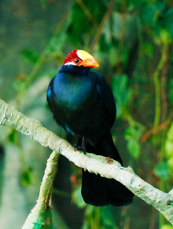 The violet turaco, also known as the violaceous plantain eater, is a large turaco, a group of African otidimorphaeの写真素材