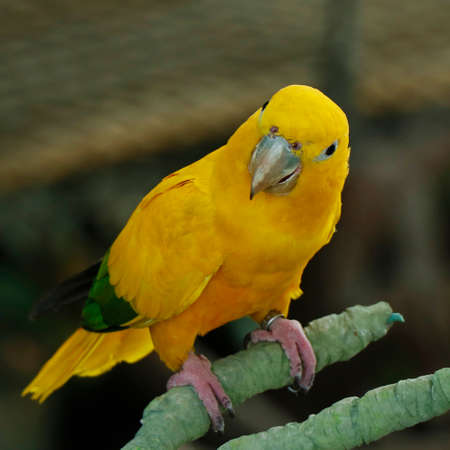 The golden parakeet or golden conure sitting on a branchの写真素材