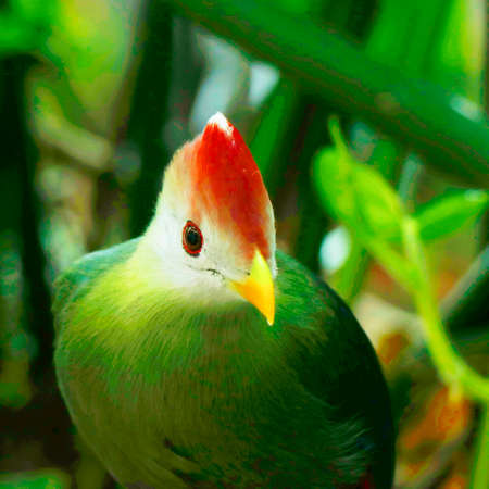 Fischer's turaco is a species of bird in the family Musophagidae. It is found in Kenya, Somalia, and Tanzania. Its natural habitats are subtropical or tropical moist lowland forestの写真素材