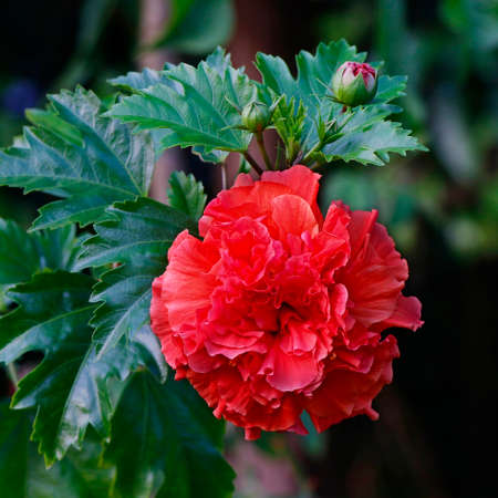 Red hibiscus flower with a green background. In the tropical gardenの写真素材