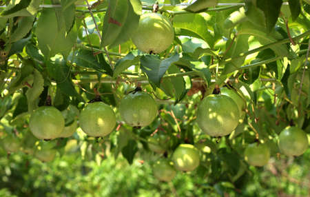 passion fruit green on vine, harvest seasonの写真素材
