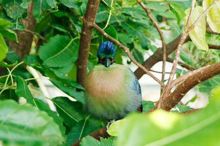 The purple-crested turaco is a species of bird in the Musophagidae family. It is the National Bird of the Kingdom of Swazilandの写真素材