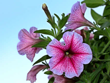 rose petunia flowerの写真素材