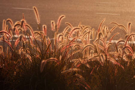 Ornamental plant of Pennisetum Alopecuroides Hameln or Chinese fountain grass, near the road.It is a species of perennial grass in the Family Poaceae.の写真素材