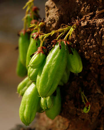 Averrhoa bilimbi (commonly known as bilimbi, cucumber tree, or tree sorrel,  bilimbi is a small tropical tree native to Indonesia and Malaysia, reaching up to 15m in height.の写真素材