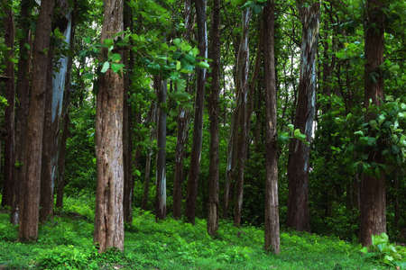 Teak trees in an agricultural forest in Kerala Indiaの写真素材