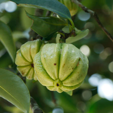 Garcinia gummi-gutta is a tropical species of Garcinia native to Indonesia. Common names include Garcinia cambogia, as well as brindleberry, Malabar tamarind, and kudam puliの写真素材
