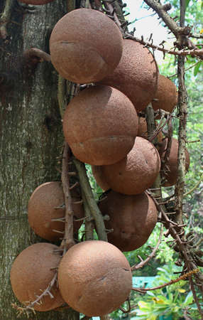 Cannon ball tree or couroupita guianensis with fruits