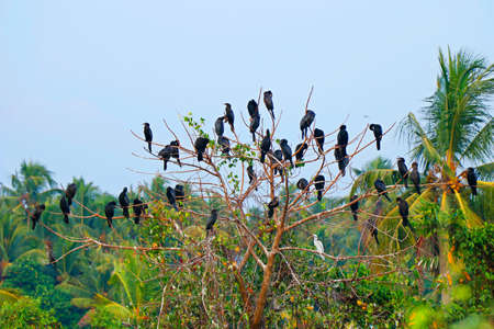 Little Cormorants (Phalacrocorax niger) perched on a treeの写真素材