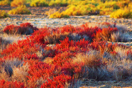 beautiful arabian desert plants in winter scenery