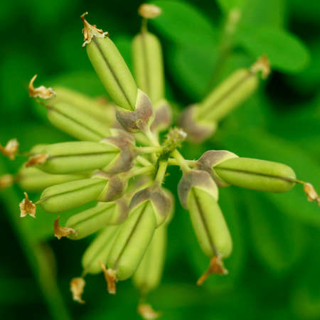 grean beans pod in its own plant