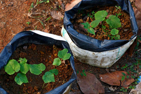 Cultivation/ farming/gardening on terrace/balcony vegetable/fruit garden in greenhouse, close up of plant/ sapling in a grow/plastic bag.の写真素材