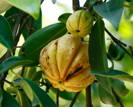 Garcinia gummi-gutta is a tropical species of Garcinia native to Indonesia. Common names include Garcinia cambogia, as well as brindleberry, Malabar tamarind, and kudam puliの写真素材