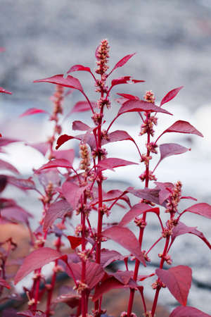 red Amaranthus dubius, the red spinach, Chinese spinach, spleen amaranth It belongs to the economically important family Amaranthaceaeの写真素材