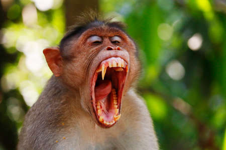 macaque monkey widely open its mouth and showing sharp teeth
