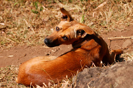 brown colored Dog with blurred background of fieldの写真素材