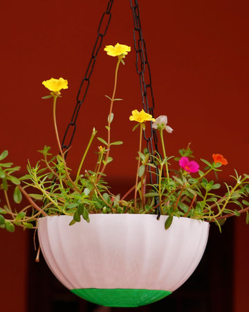 decorative home plants and flowers in a potの写真素材