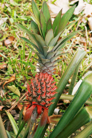 pineapple plant with an edible fruit and the most economically significant plant in the family Bromeliaceaeの写真素材
