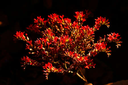 wild red flower in close up from western ghats in keralaの写真素材