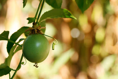 green young passion fruit on a vineの写真素材