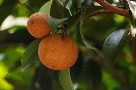 Sapodilla fruit in a tree, healthy concept, fresh garden fruitsの写真素材