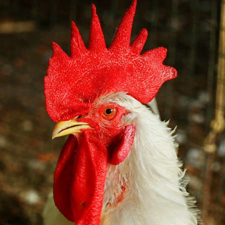 male chicken rooster head in close up