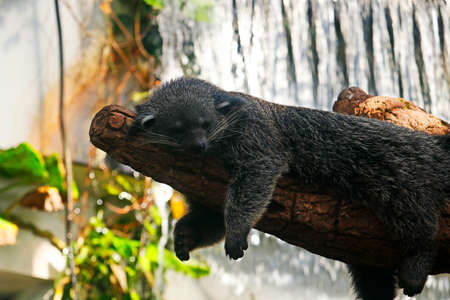 The binturong, also known as bearcat, is a viverrid native to South and Southeast Asia.similar species to Asian palm civet, also called common palm civet, toddy cat and musangの写真素材