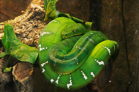 emerald green boa snake in close up look