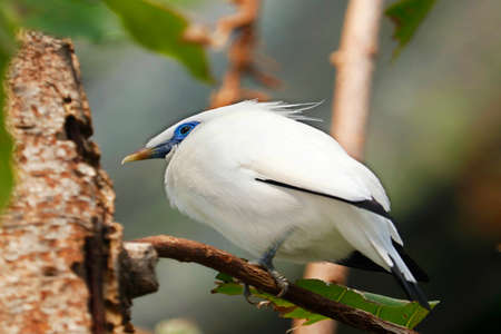 The Bali Myna bird (Leucopsar rothschildi), also known as Rothschild's Mynah, Bali Starling, or Bali Mynahの写真素材