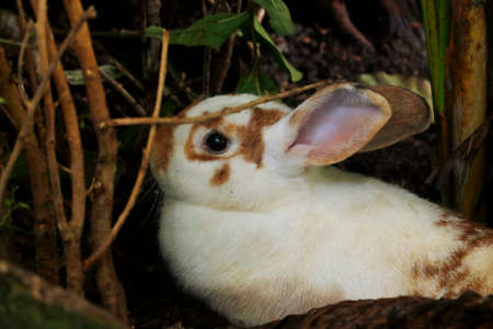 wild rabbit or hare hiding behind the woods in a forestの写真素材
