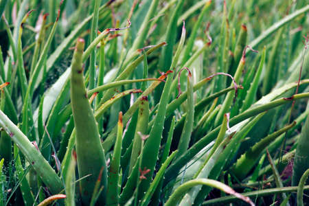 aloe vera plant a member of the Asphodelaceae family similar cactus