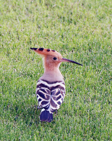 Hoopoes are colourful birds found across Africa, Asia, and Europe, notable for their distinctive "crown" of feathers.の写真素材